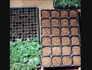 農作業-アシスタシアの移植作業