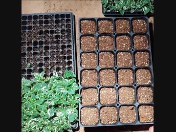 農作業-アシスタシアの移植作業