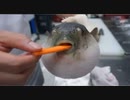 リコリコed 〜フグがニンジン食べるやつ〜