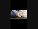 ミルクティー猫は猫神社の一員だった#Shorts【野良猫】【感動猫】