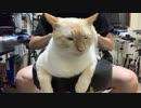 はじめて猫ケツドラムされた猫の反応が予想外すぎた