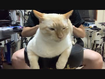はじめて猫ケツドラムされた猫の反応が予想外すぎた