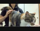 1年ぶりにネコケツドラムで「猫」叩いてみた spanking the cat