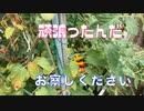 【草】畑のお手入れ【抜くぞ】