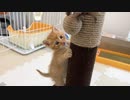 生後1カ月の保護子猫が初めておもちゃで遊ぶ様子