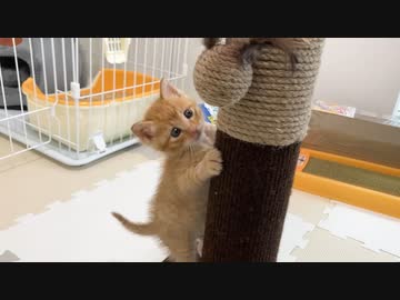 生後1カ月の保護子猫が初めておもちゃで遊ぶ様子