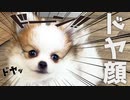 生後3ヵ月ミックス犬の紐遊び後のドヤ顔【ポメチワポメラニアン×チワワ】