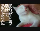 生存を危ぶんだ保護子猫、縁に導かれ幸せへの巣立ち