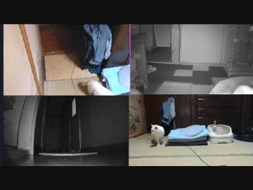 猫密になるまで（３日目）2022.10.05-1