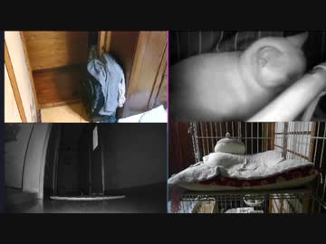 猫密になるまで　2022.10.05-3