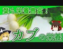 【ゆっくり解説】カブの栄養について解説！