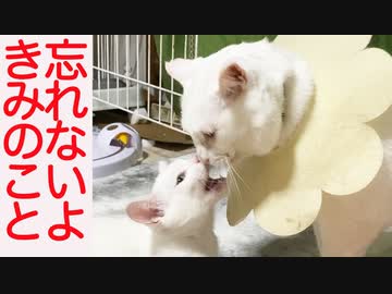 おじいちゃん猫、孫猫との別れで滅茶苦茶落ち込む