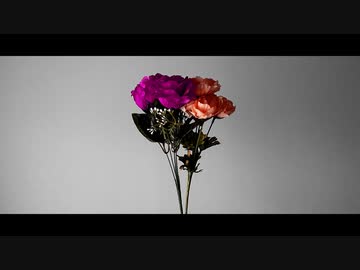クリスマスローズ / 初音ミク