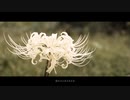 彼岸花の枯れる頃に。 / 夏色花梨