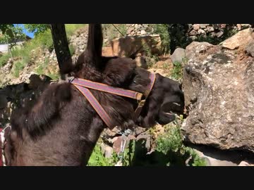 ホモと見るメスに振られて哀叫するロバ