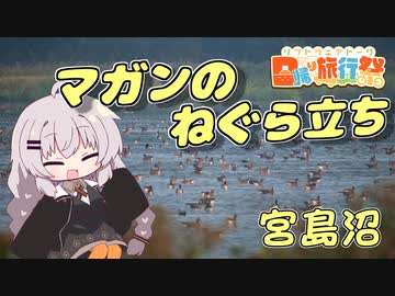 宮島沼マガンのねぐら立ち 美しき翼に魅せられて＃1【日帰り旅行祭】