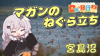 宮島沼マガンのねぐら立ち 美しき翼に魅せられて＃1【日帰り旅行祭】