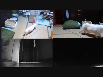 猫密になるまで　2022.10.06-1