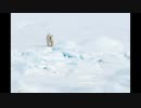 【NNIオリジナル】Polar Bear