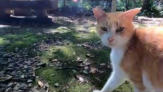 猫神社の猫に噛まれるぼっちなおっさん#Shorts【野良猫】【感動猫】