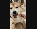 美味しそうにクッキーを食べるイッヌ