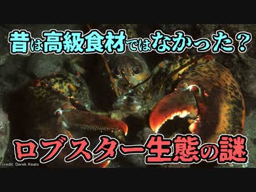 顔からおしっこをしたり、歯が胃の中にあったり、ロブスターの不思議な生態について紹介【ゆっくり解説】