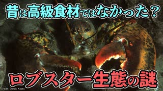 顔からおしっこをしたり、歯が胃の中にあったり、ロブスターの不思議な生態について紹介【ゆっくり解説】