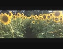 八夏日/feat.初音ミクDark