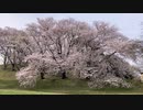 古墳の桜を見に行ったよ【日帰り旅行祭】