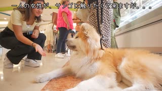 【秋田犬人気すぎる】秋田犬とイタリアのカフェに立ち寄るといろんな事が起きすぎた。