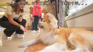 【秋田犬人気すぎる】秋田犬とイタリアのカフェに立ち寄るといろんな事が起きすぎた。