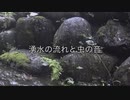 長雨の後に流れてくる山からの湧水と周りにいる虫たちの音がきこえる動画