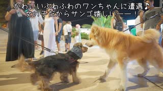 【まるで映画！】秋田犬サンゴ、南イタリアを街散歩♪