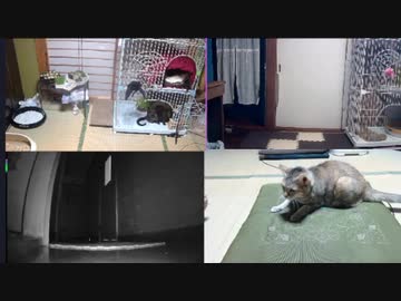 猫密になるまで　2022.10.07