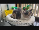 無反応な猫はこんな感じ・・・