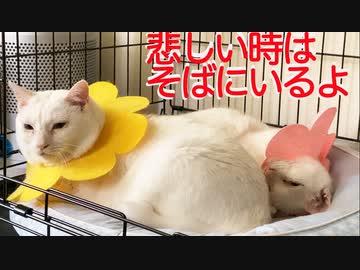 孫との別れで落ち込むおじいちゃん猫、仲間たちが寄り添う