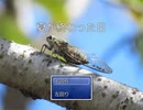 夏が終わった日（カクつき改善版）