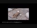 見てると色々どうでも良くなってくるジャグリングカワウソ動画にHIPHOP流してみた