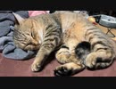 ホットカーペットから動きません…