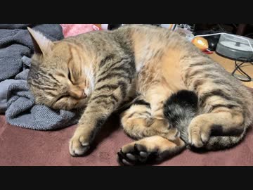 ホットカーペットから動きません…