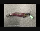 【セフィアクリンチ】コウイカが釣りたかった【SHIMANO】