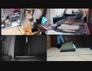 猫密になるまで　2022.10.08