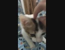 ねこ