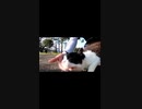 野良猫を見つけた時の対処方法#Shorts【野良猫】【感動猫】
