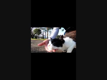 野良猫を見つけた時の対処方法#Shorts【野良猫】【感動猫】