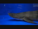 魚津水族館