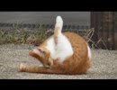 野良猫を眺めるだけ