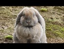 稲葉山から見える風景とウサギたち