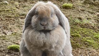 稲葉山から見える風景とウサギたち