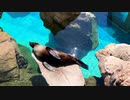 日向ぼっこする1匹のアザラシ [京都水族館 体験] (2022/10/2)